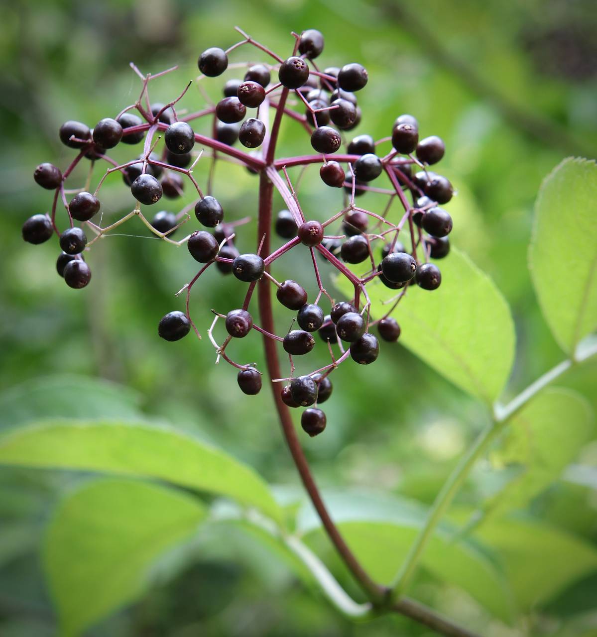 Photo of Elderberry